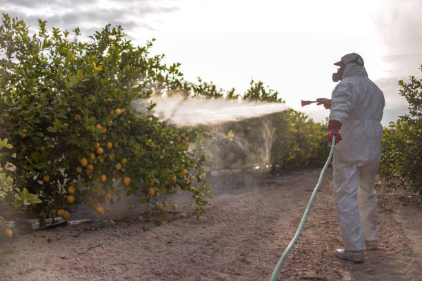 Best Local Pest Control Services  in Holgate, OH
