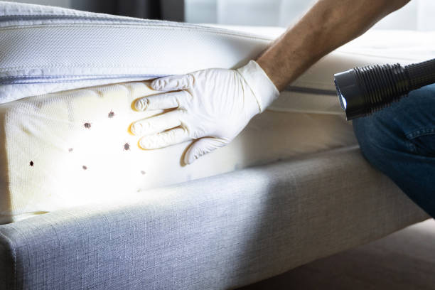 Best Ant Control Services  in Holgate, OH