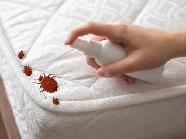 Best Termite Control Services  in Holgate, OH